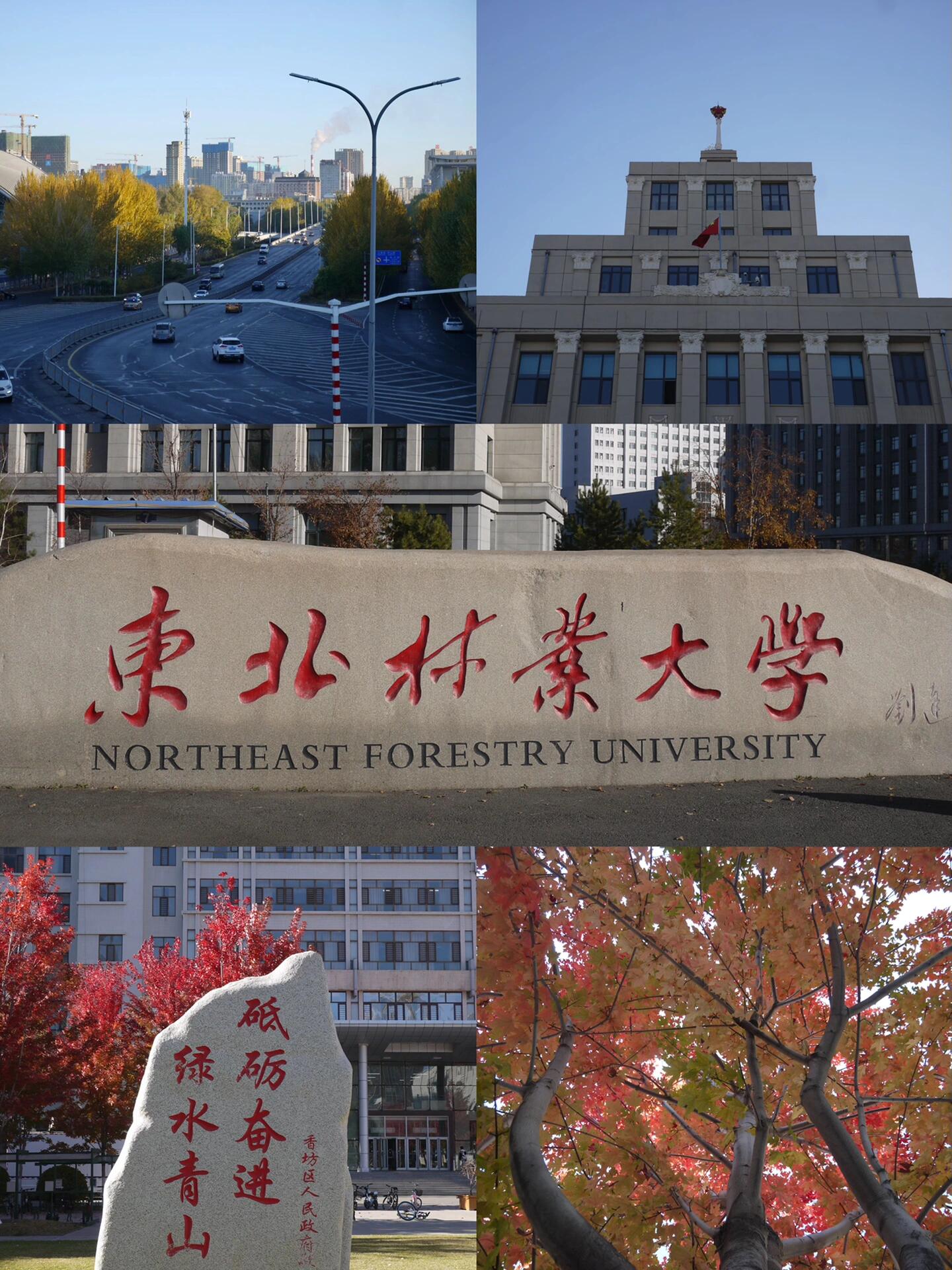 东北林业大学认可度-图1